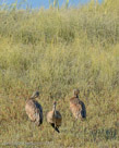 Preening on a frosty morning.