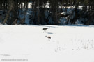 Pacing across snow, near what will be their 2013 nest site.