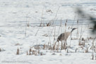 Roy pulls on cattail stalk, the first signal that he is  nest-building, on May 10, 2 days post-arrival.