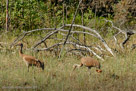 FAMILY FORAGING -Millie and Roy walk around their territory and 2-day-old Pi follows.