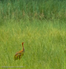 It appears that Pi, now 48 days old, has learned that the dragonflies (upper right) left) are beyond his skills so far this summer.