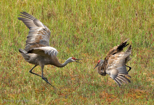 Roy Stoops; Mille Crouch-Bow.