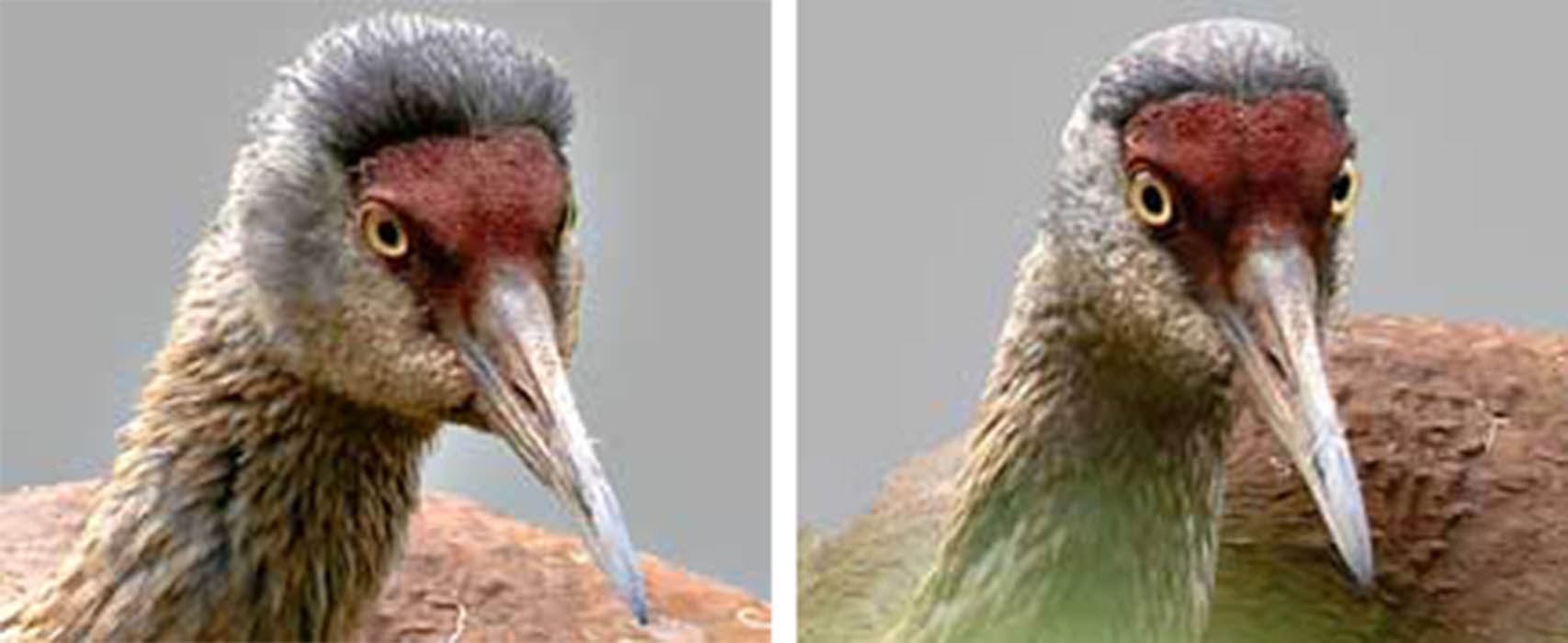 Feather-tuft sleeked